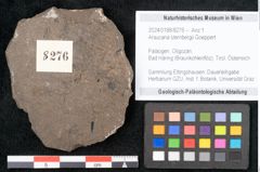 Foto (Objekt + Etikett) von Araucaria sternbergii Goeppert (NHMW-GEO-2024-0188-8276)